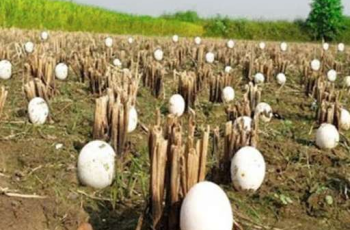 Farmer Crying Over Mysterious Eggs in the Field